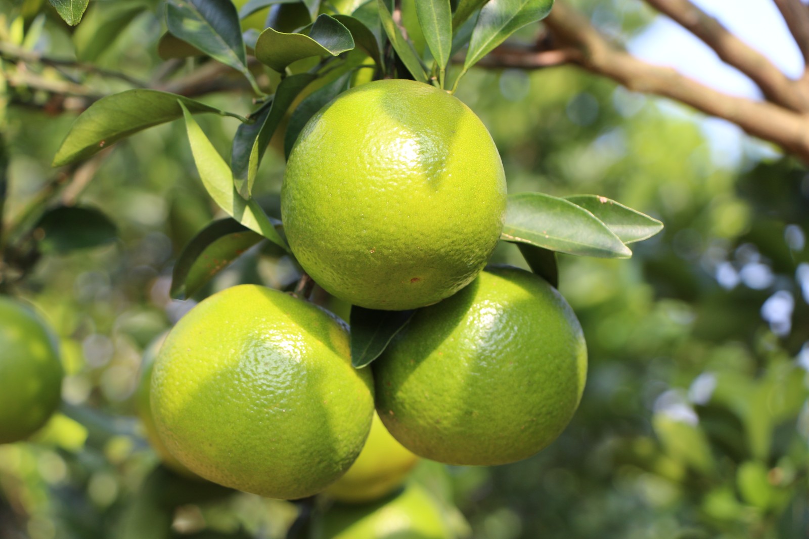 1751876270188087045.jpg ³È×Ó.jpg